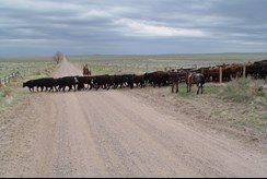 /ARSUserFiles/30123025/AGM/AGM cattle moving3 2014.JPG